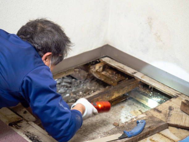 Best Attic Mold Remediation in Missouri City, TX