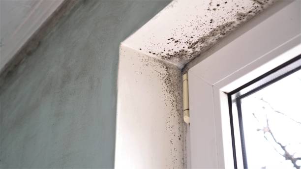 Professional Mold Remediation in Missouri City, TX