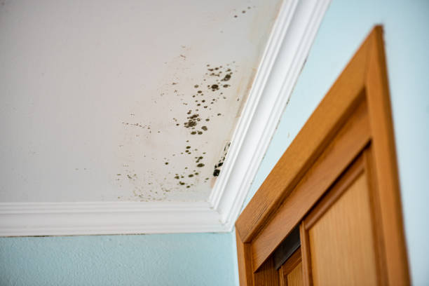 Best Bathroom Mold Remediation in Missouri City, TX