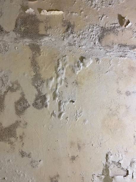 Best Industrial Mold Remediation in Missouri City, TX