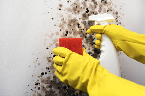 Best Crawl Space Mold Remediation in Missouri City, TX