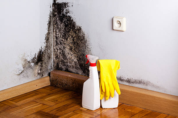 Best Post-Flood Mold Remediation in Missouri City, TX