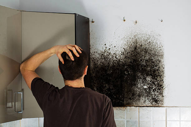 Best Residential Mold Remediation in Missouri City, TX