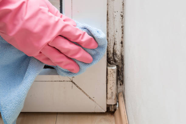 Best Commercial Mold Remediation in Missouri City, TX